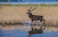 188 - STAG CROSSING THE LAKE - POWER BILL - ireland <div